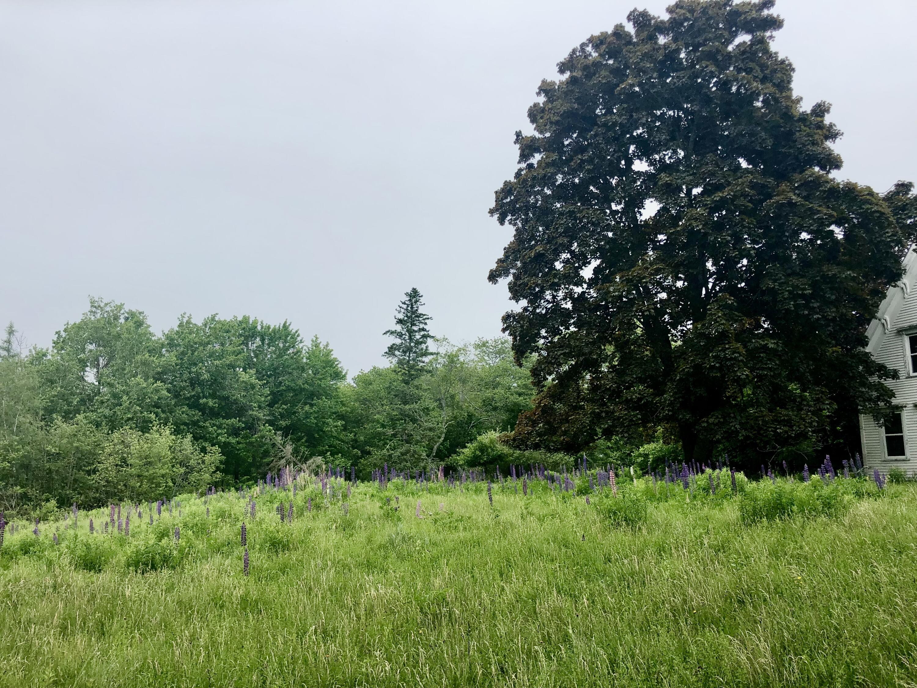 1170 Shore Road Lamoine ME 04605