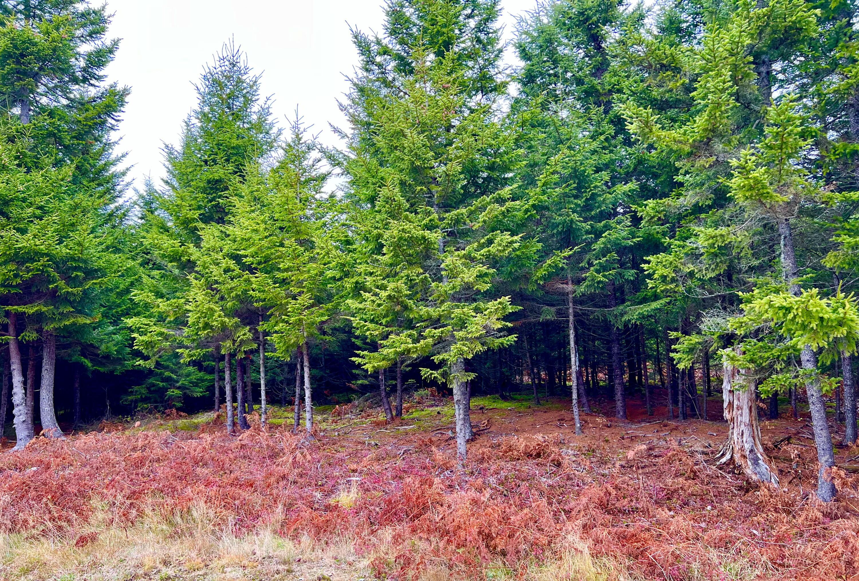 100 Bass Harbor Road Southwest Harbor ME 04679