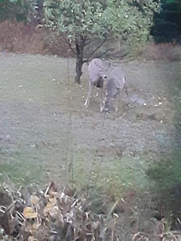 265 Forest Avenue Fort Fairfield ME 04742