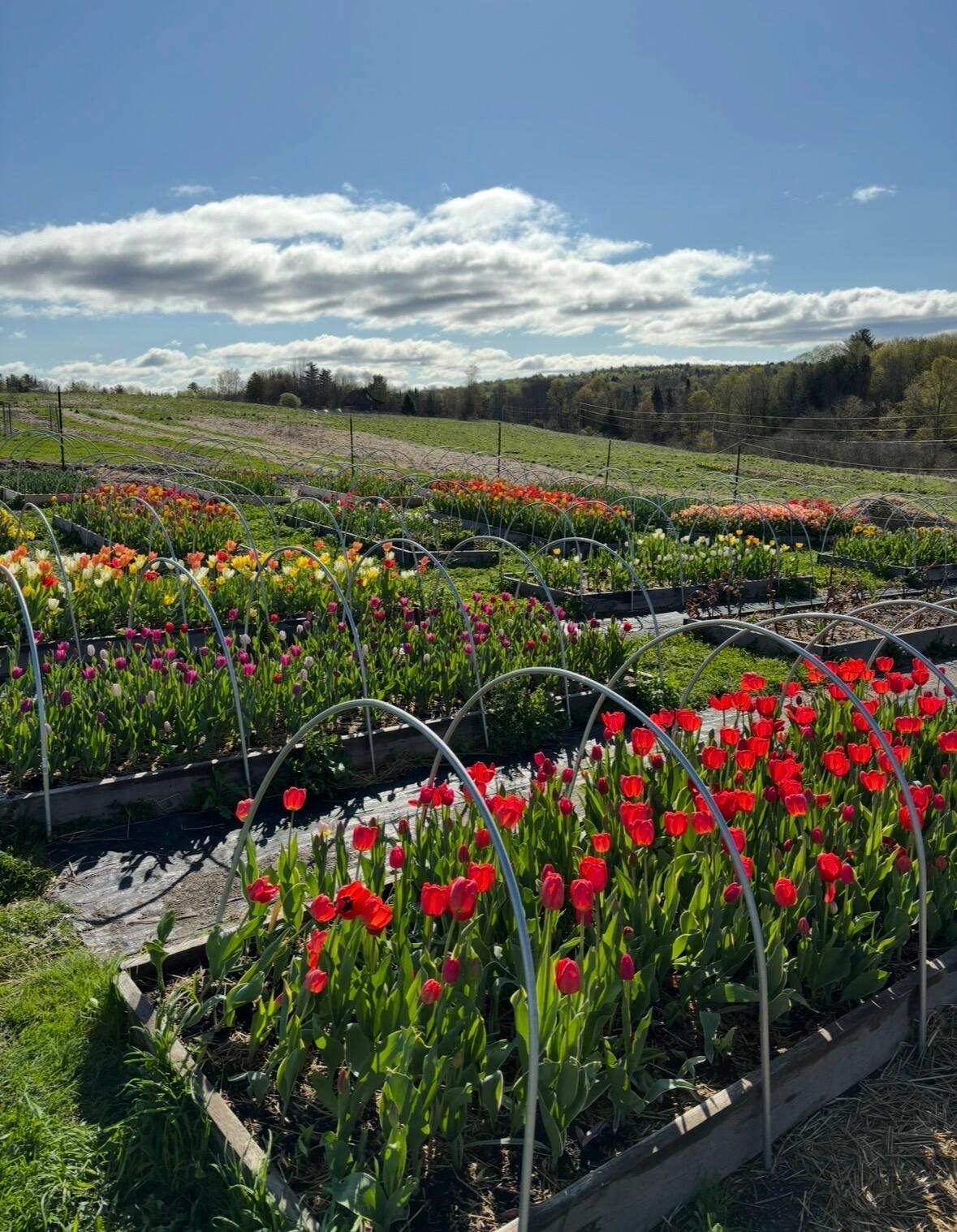 68 Pullen Road Dexter ME 04930