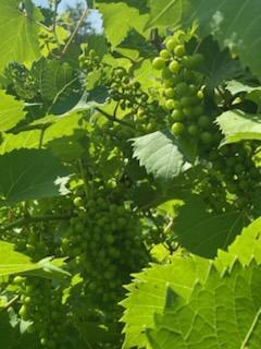 247 Wiley Road Naples ME 04055