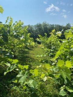 247 Wiley Road Naples ME 04055