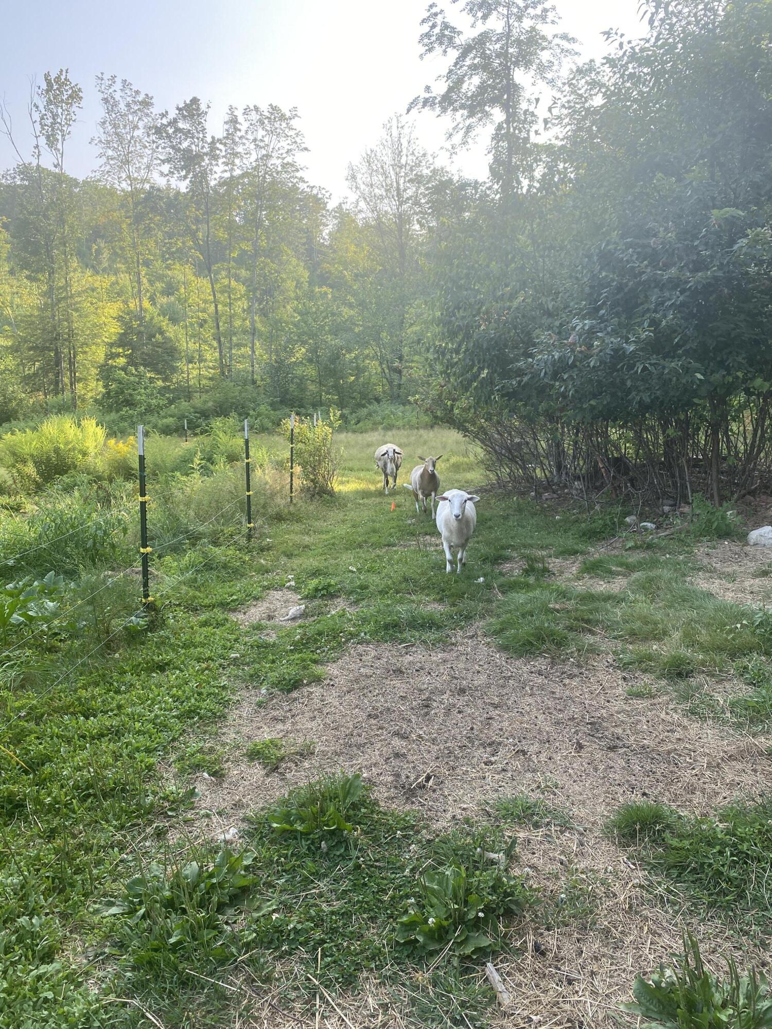 247 Wiley Road Naples ME 04055