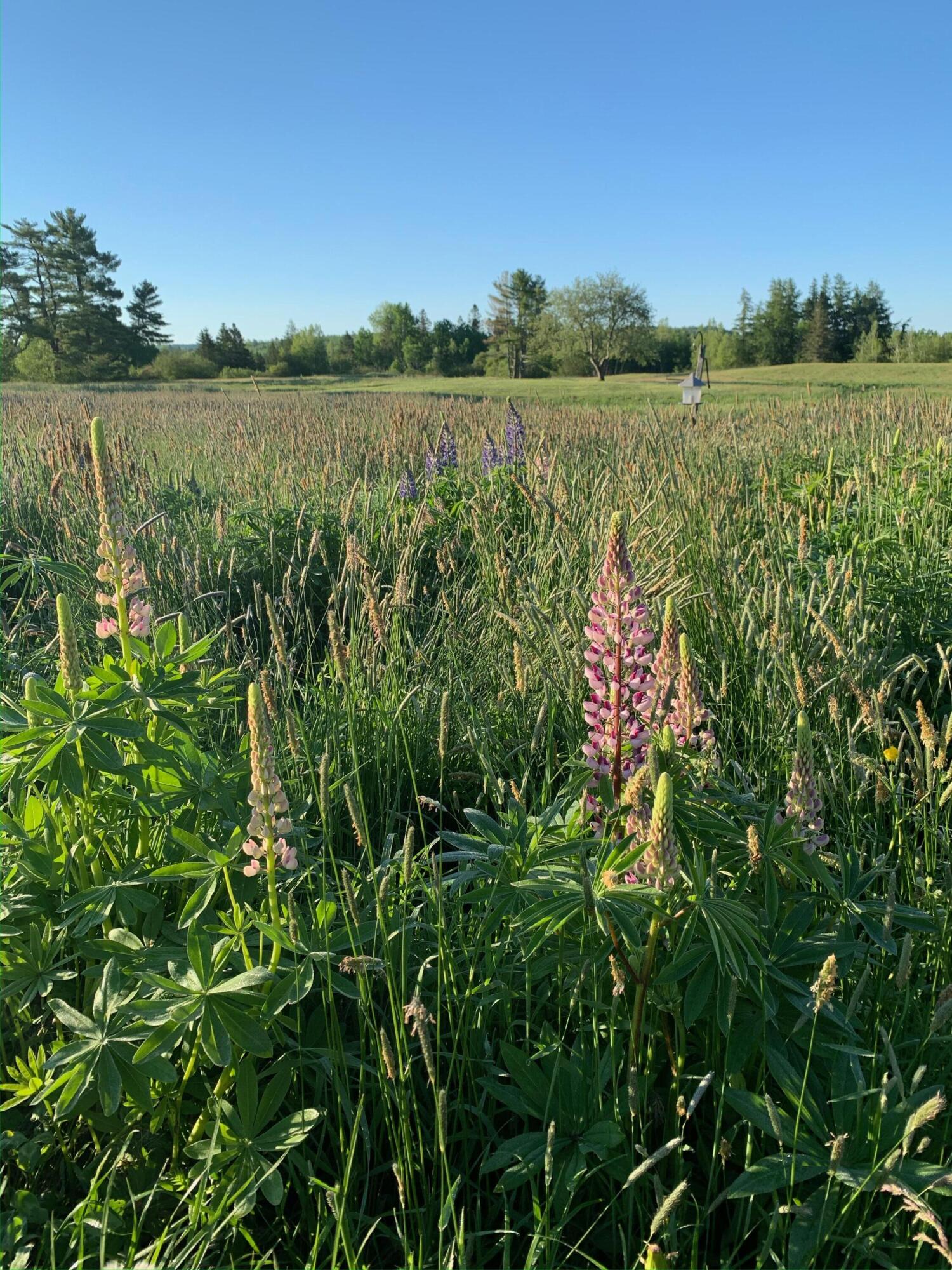 506 Baring Street Calais ME 04619