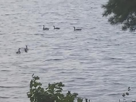 5 Mallard Lane Bradley ME 04411