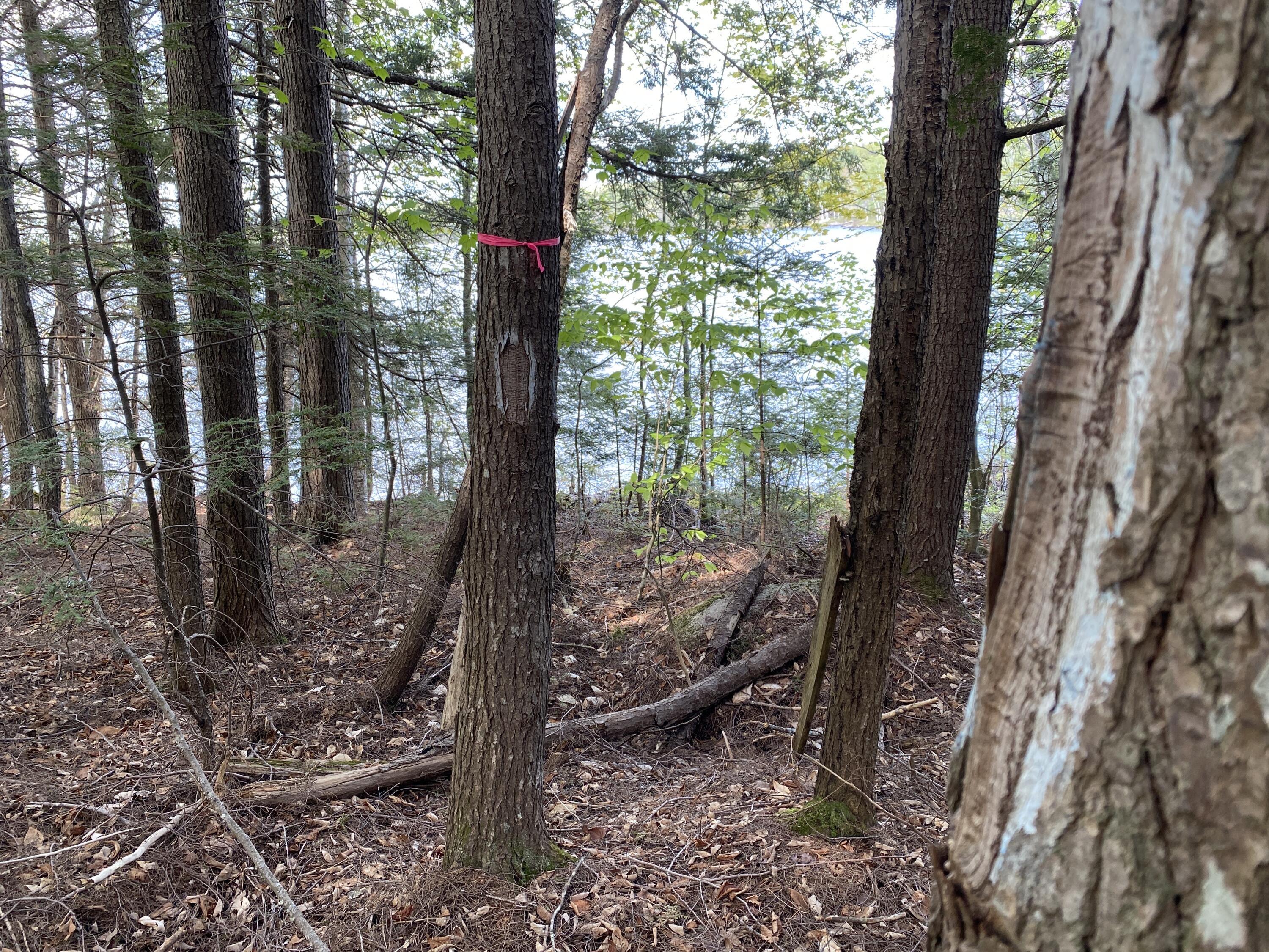 31 Hammie Road Molunkus Twp, ME