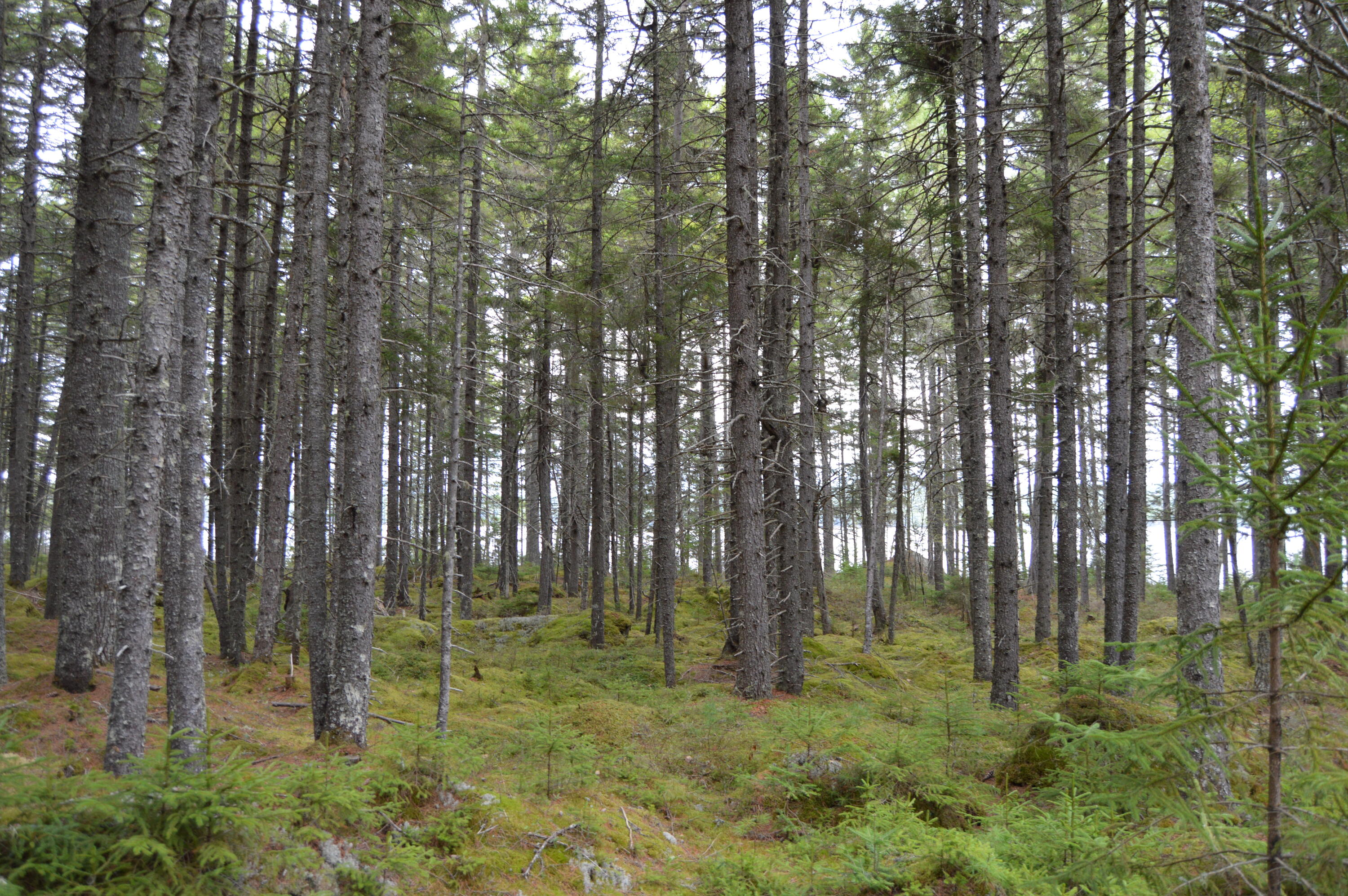 M1 L12-10 Toothaker Island Rangeley Plt ME 04970
