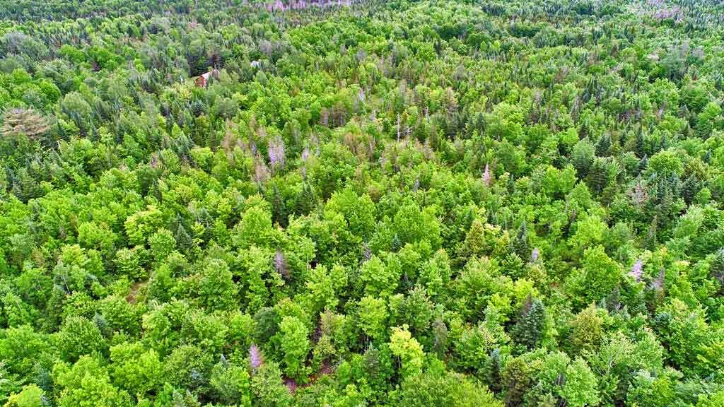 823 Us Route 1 Amity ME 04471