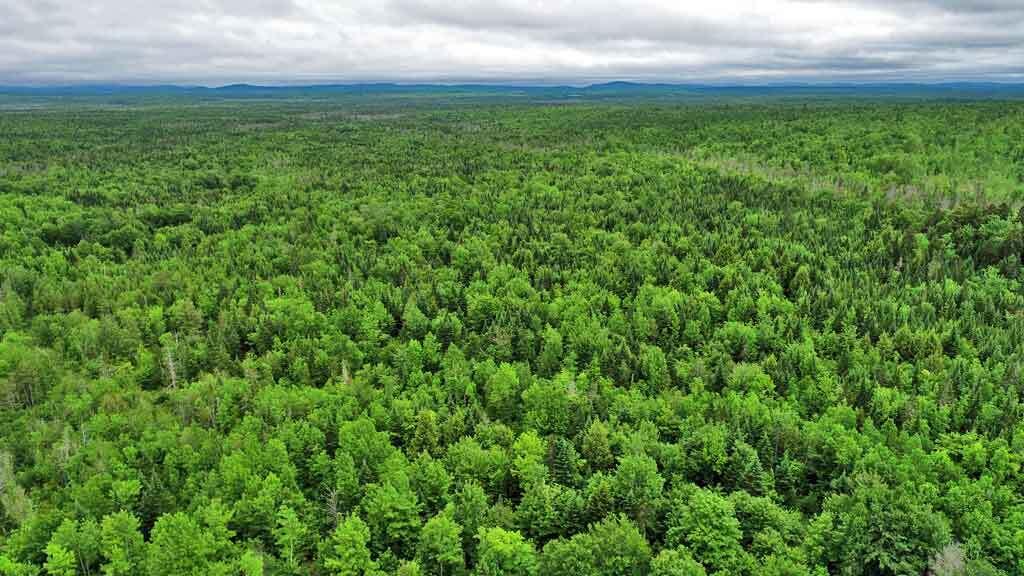 823 Us Route 1 Amity ME 04471