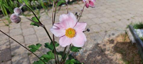 83 Barrett Way Ellsworth ME 04605