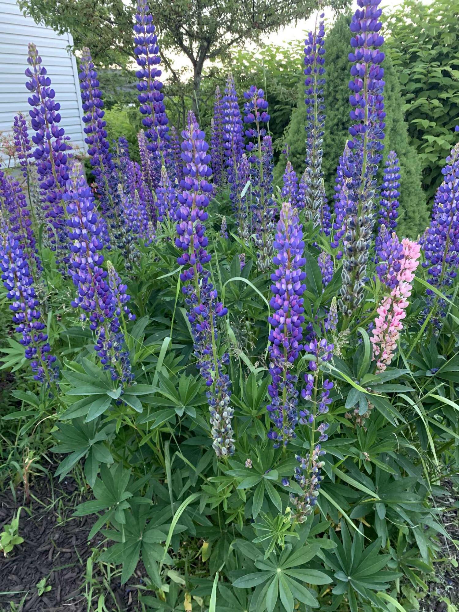 6 Pleasant Street Lubec ME 04652