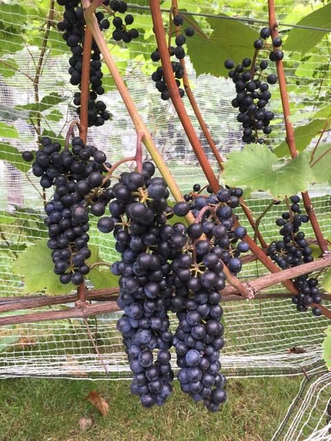 49 Black Swan Drive South Berwick ME 03908