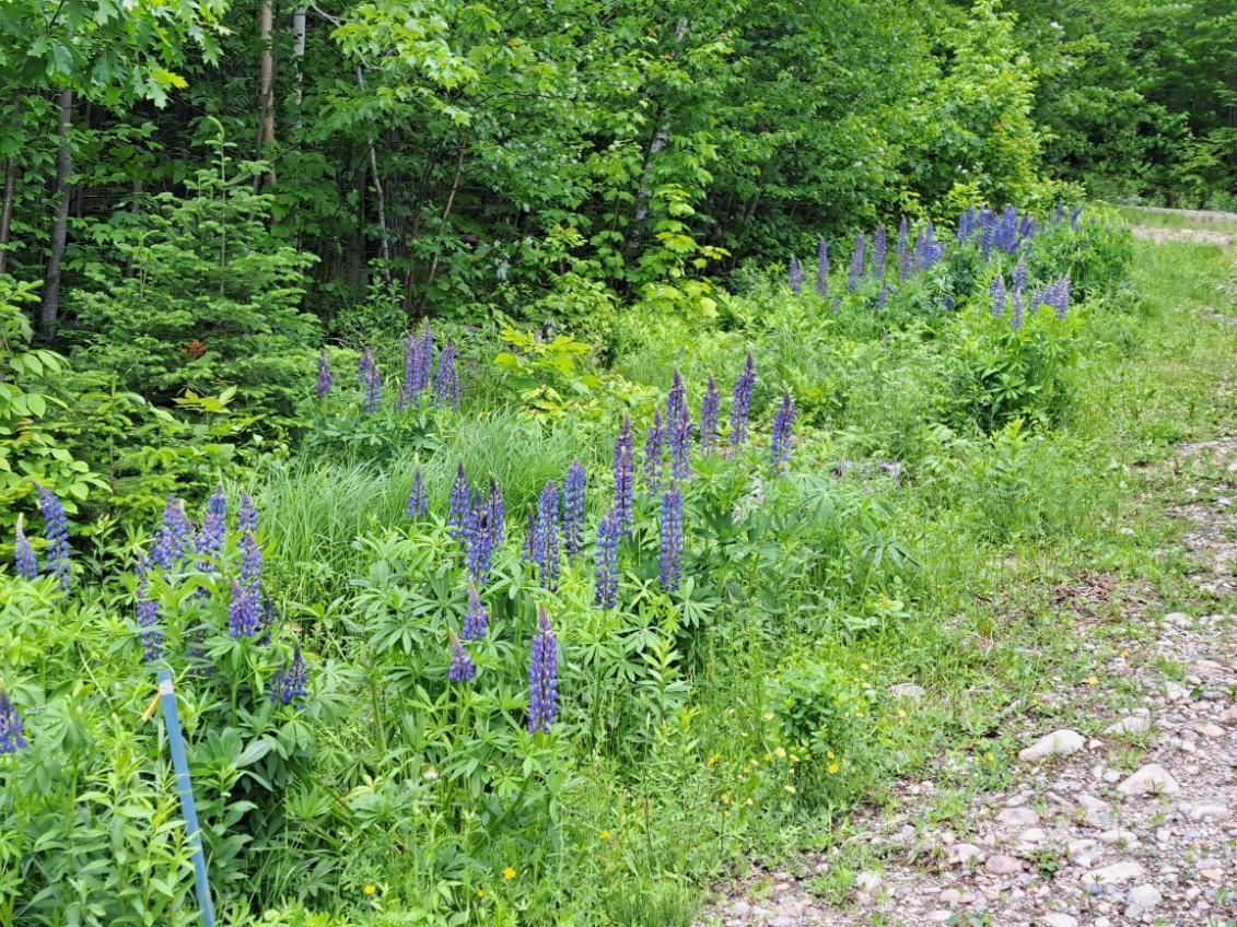 017-001 Blackberry Lane Rumford ME 04276