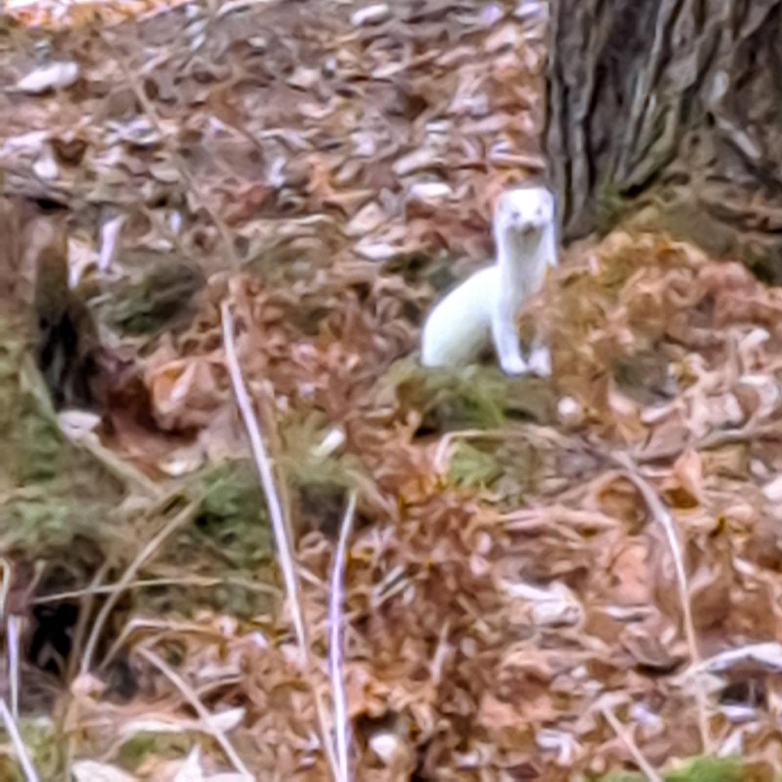 017-001 Blackberry Lane Rumford ME 04276