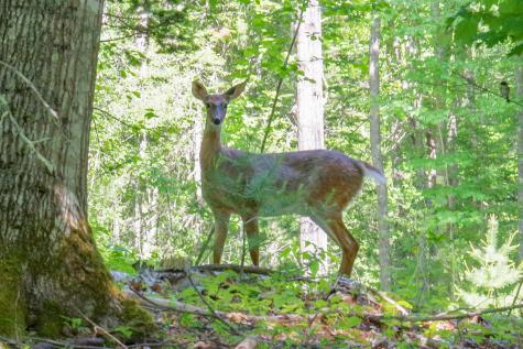 619 Shore Road Northport ME 04849