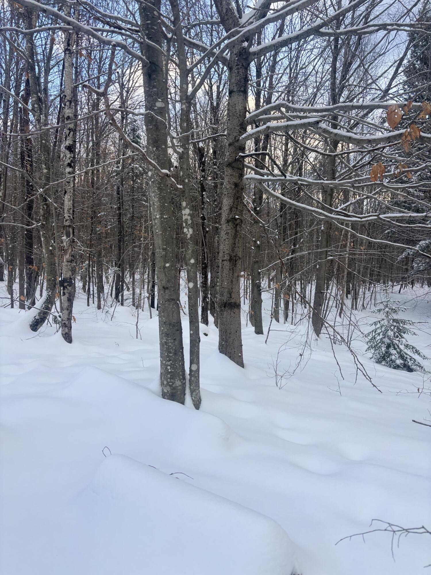 Lot 01/31 Spruce Pond Road Lexington Twp ME 04961
