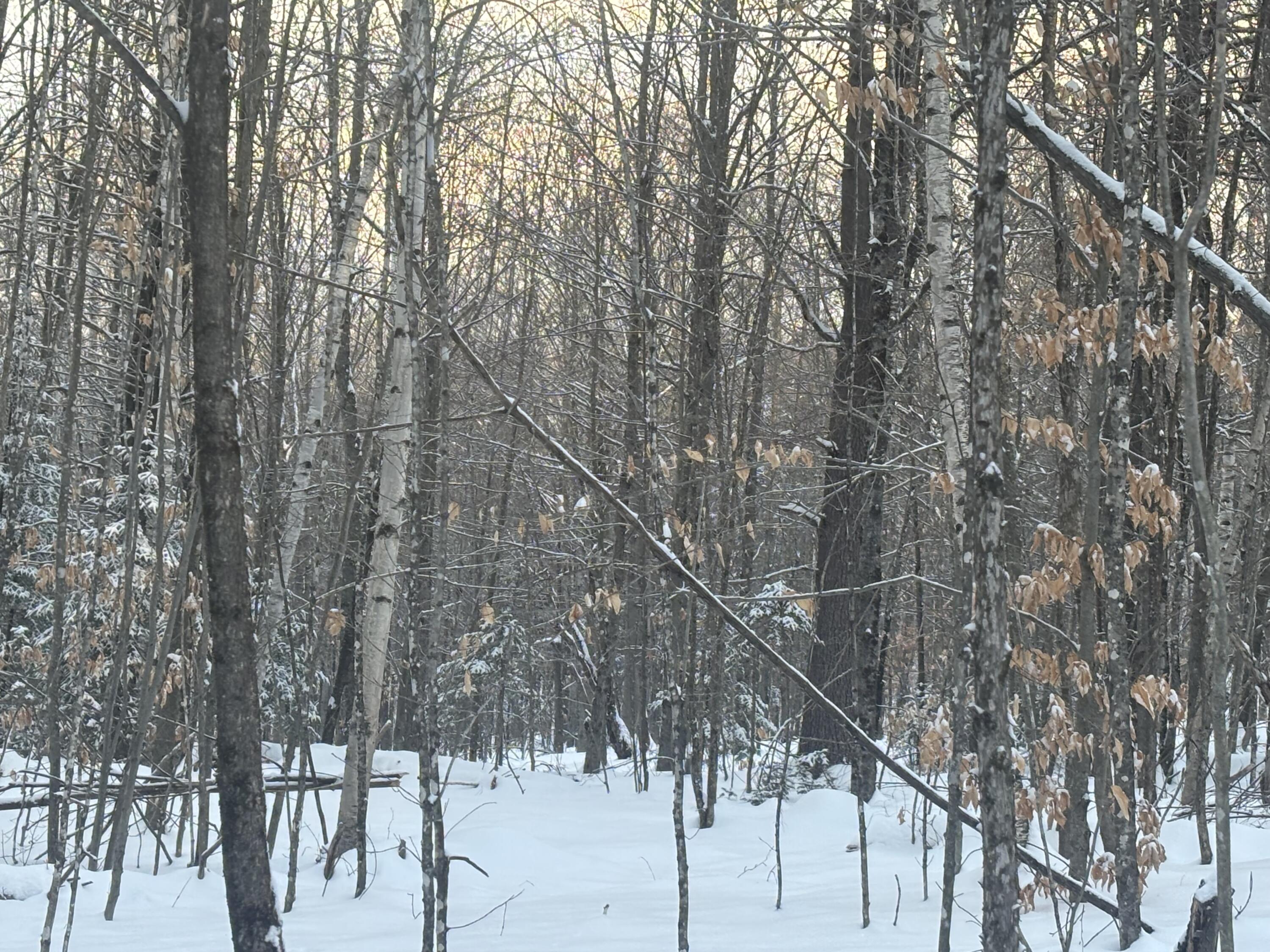 Lot 01/31 Spruce Pond Road Lexington Twp ME 04961