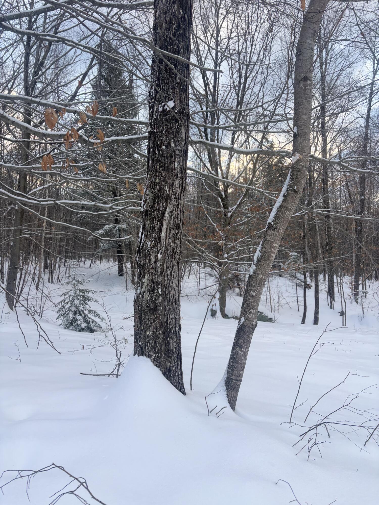 Lot 01/31 Spruce Pond Road Lexington Twp ME 04961