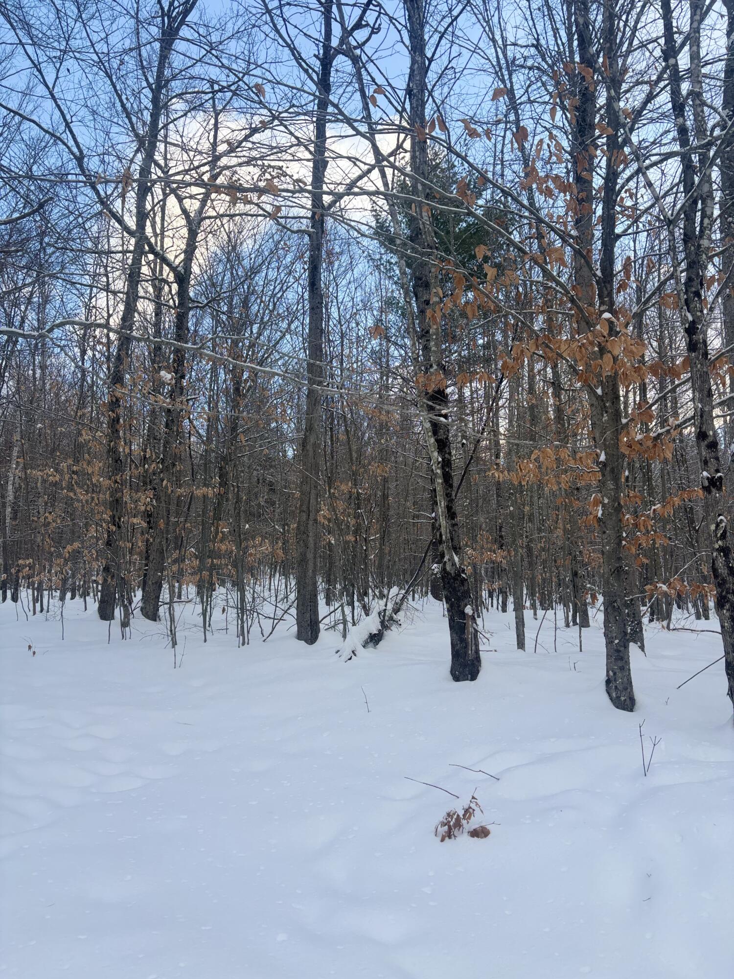 Lot 01/31 Spruce Pond Road Lexington Twp ME 04961