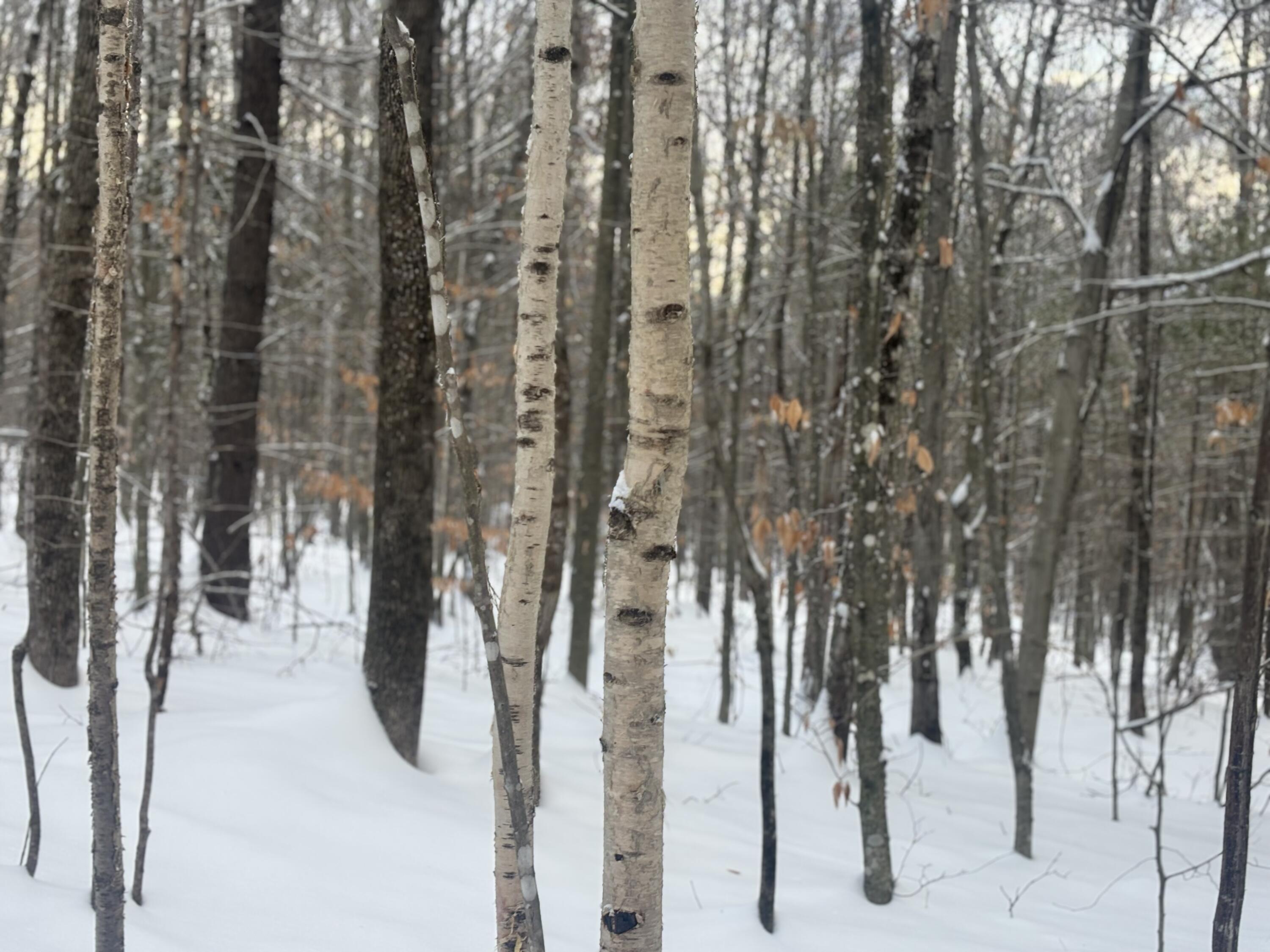 Lot 01/31 Spruce Pond Road Lexington Twp ME 04961