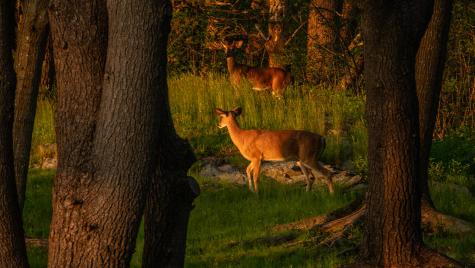 4 Ice House Point York ME 03909