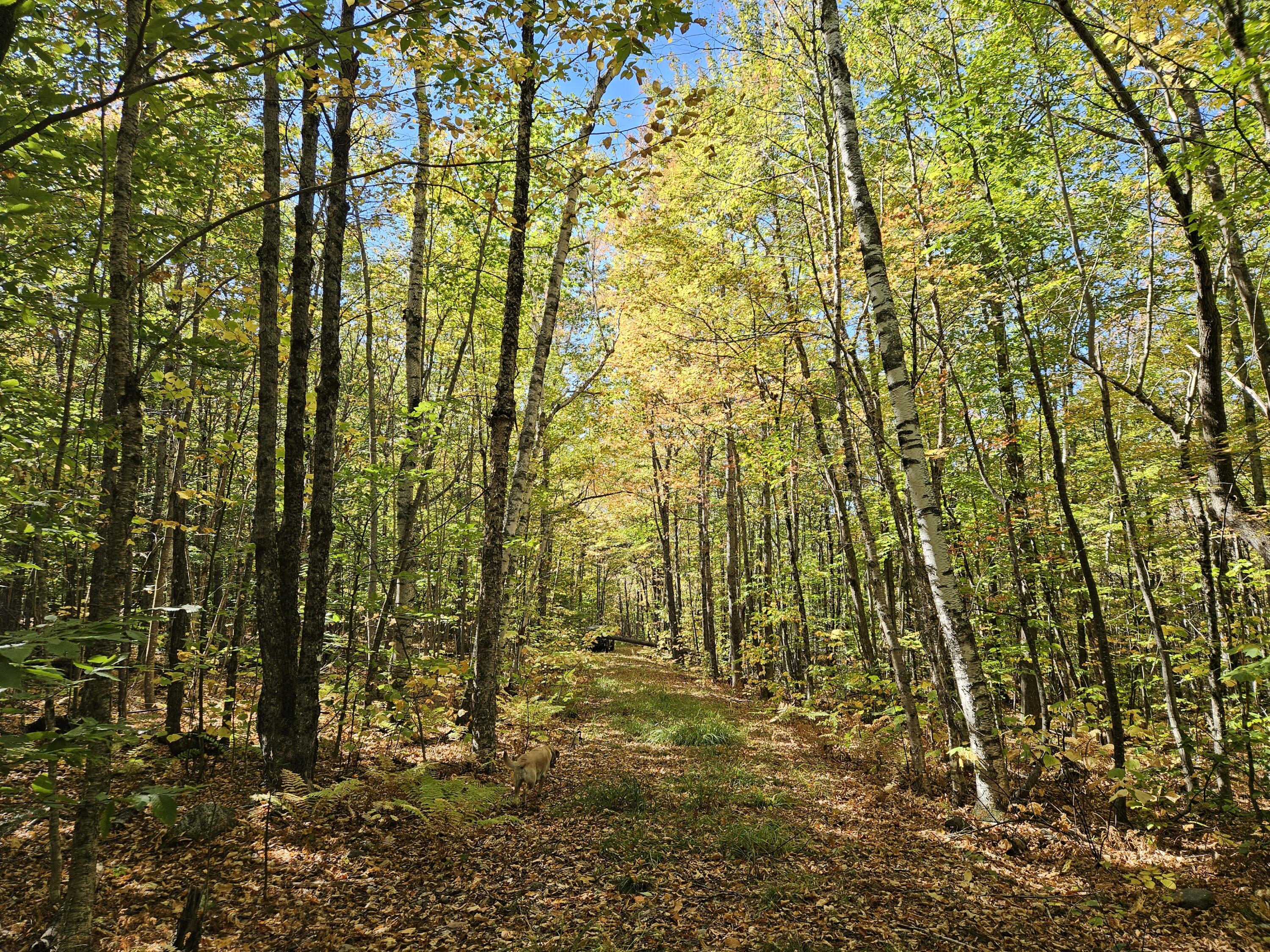 0 Canton Mountain Road Canton ME 04221