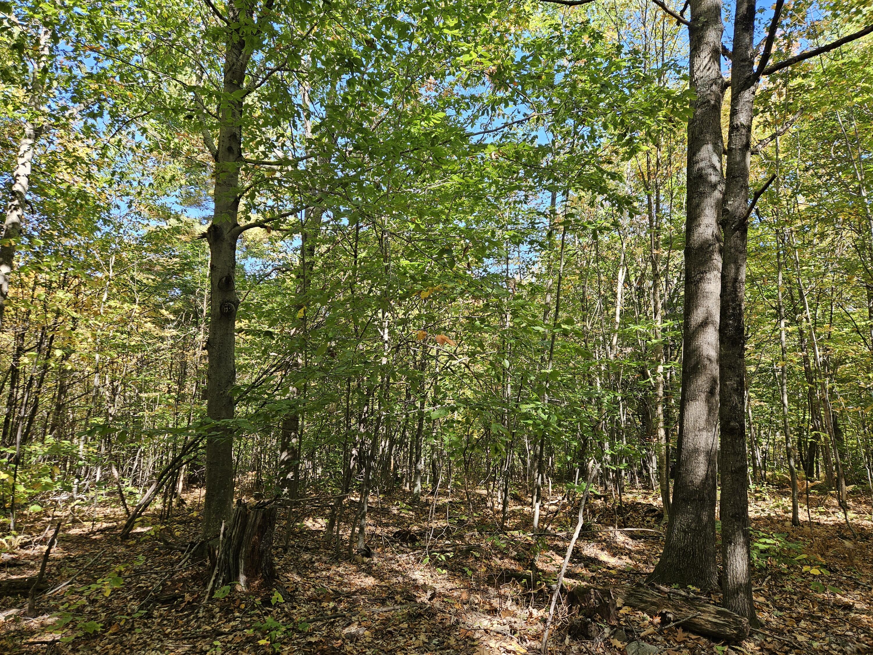 0 Canton Mountain Road Canton ME 04221