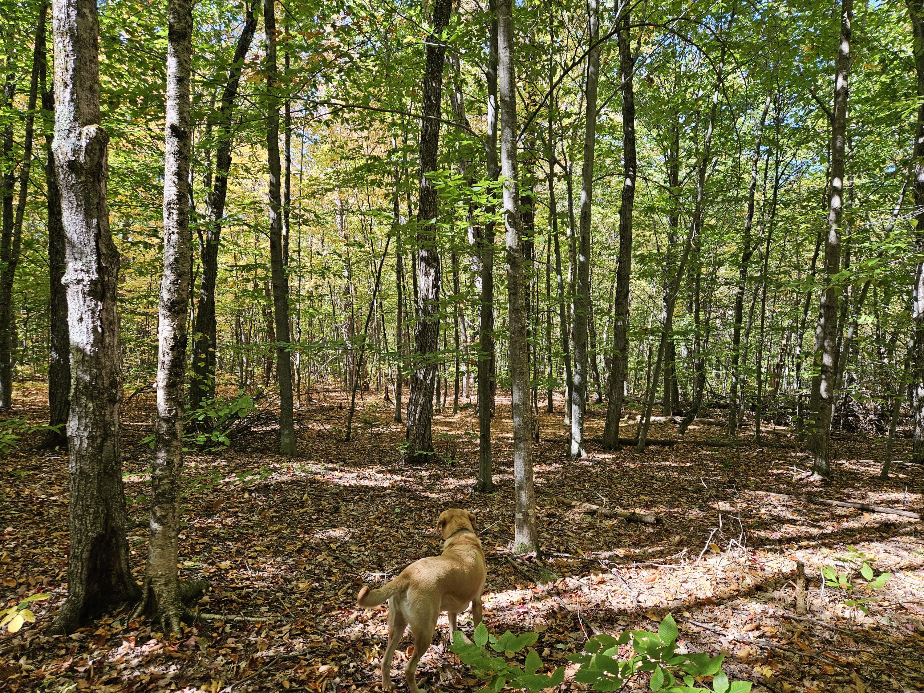 0 Canton Mountain Road Canton ME 04221