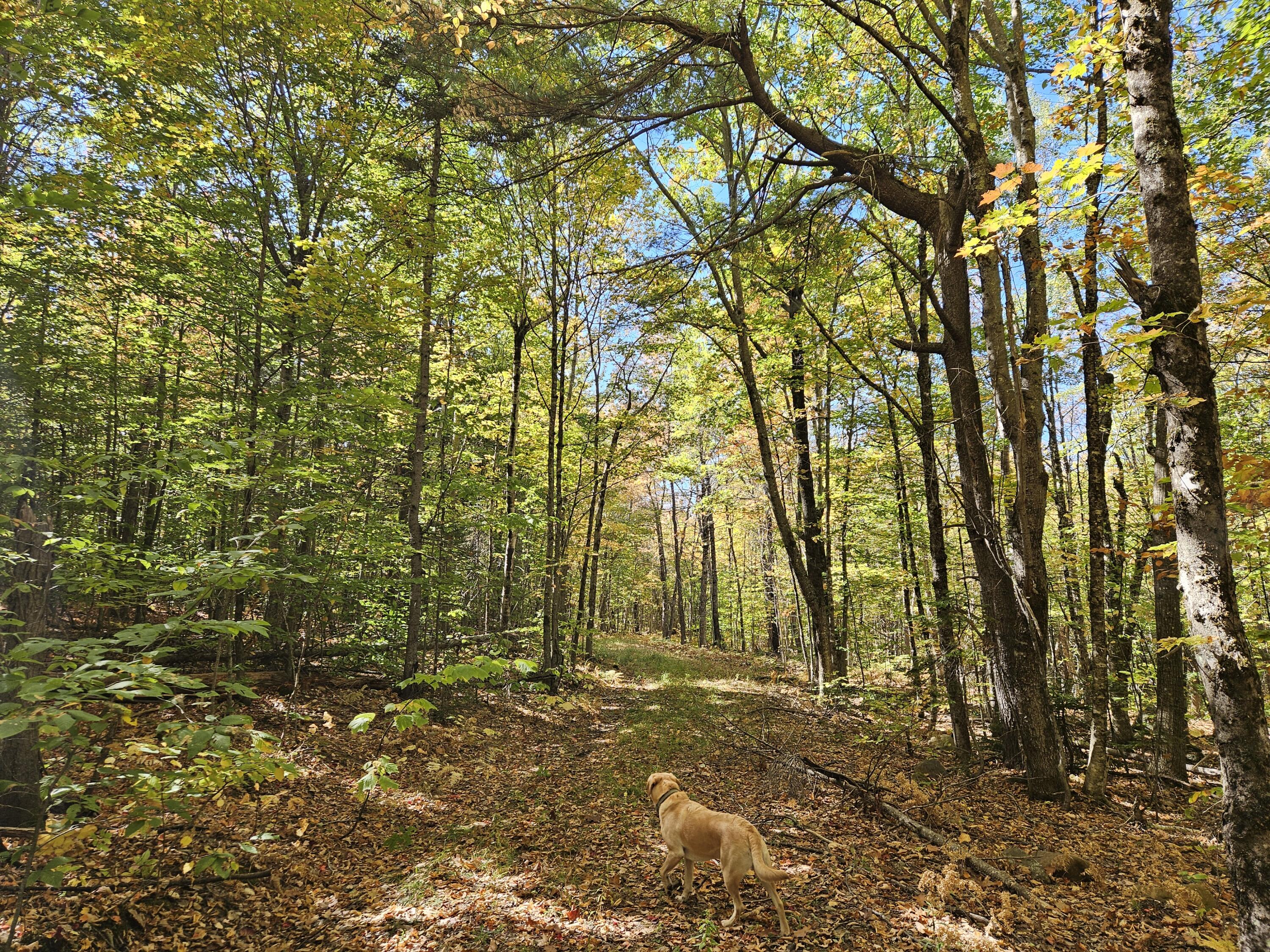 0 Canton Mountain Road Canton ME 04221