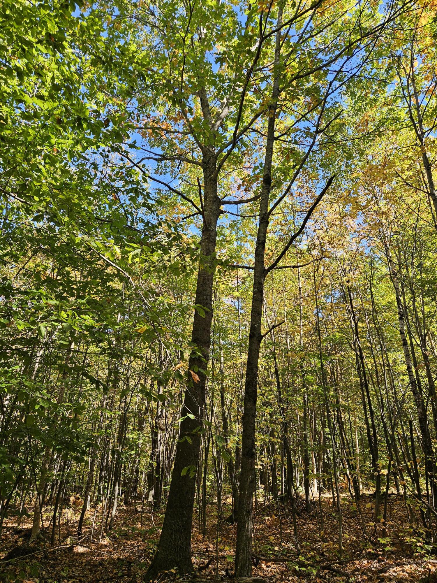 0 Canton Mountain Road Canton ME 04221