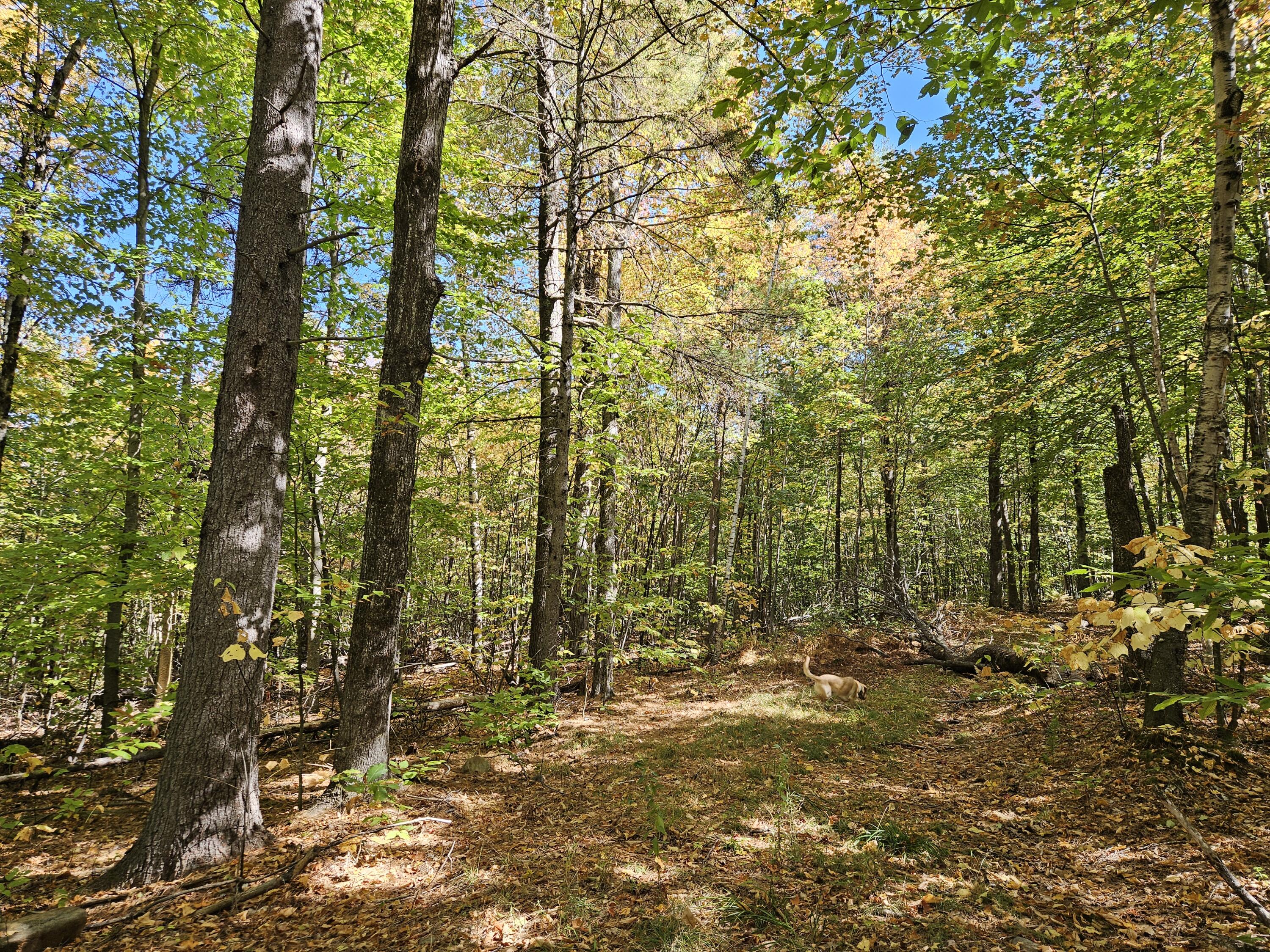 0 Canton Mountain Road Canton ME 04221