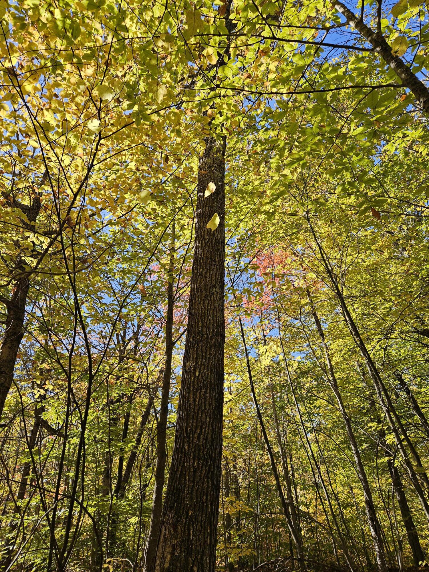 0 Canton Mountain Road Canton ME 04221