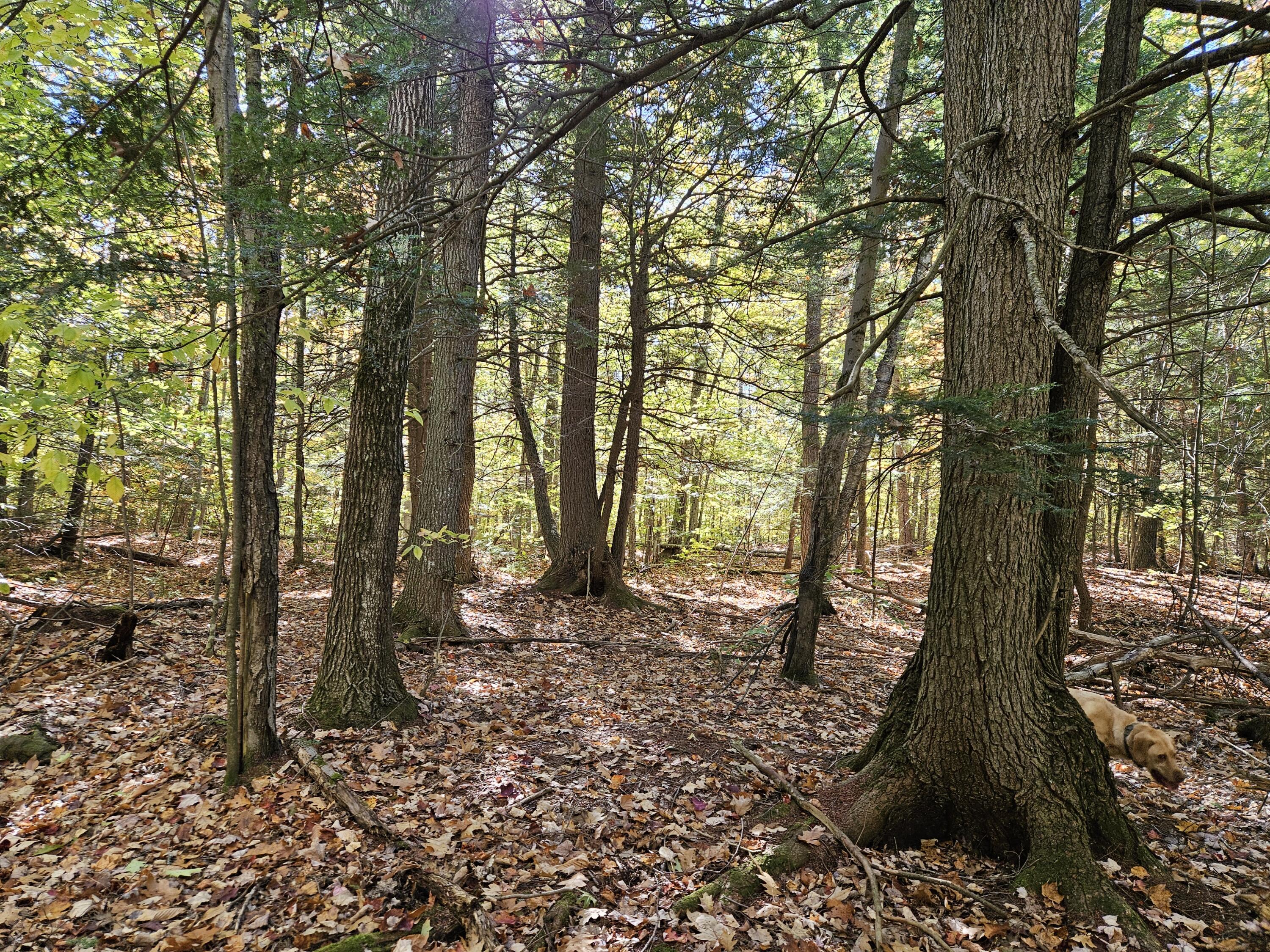 0 Canton Mountain Road Canton ME 04221