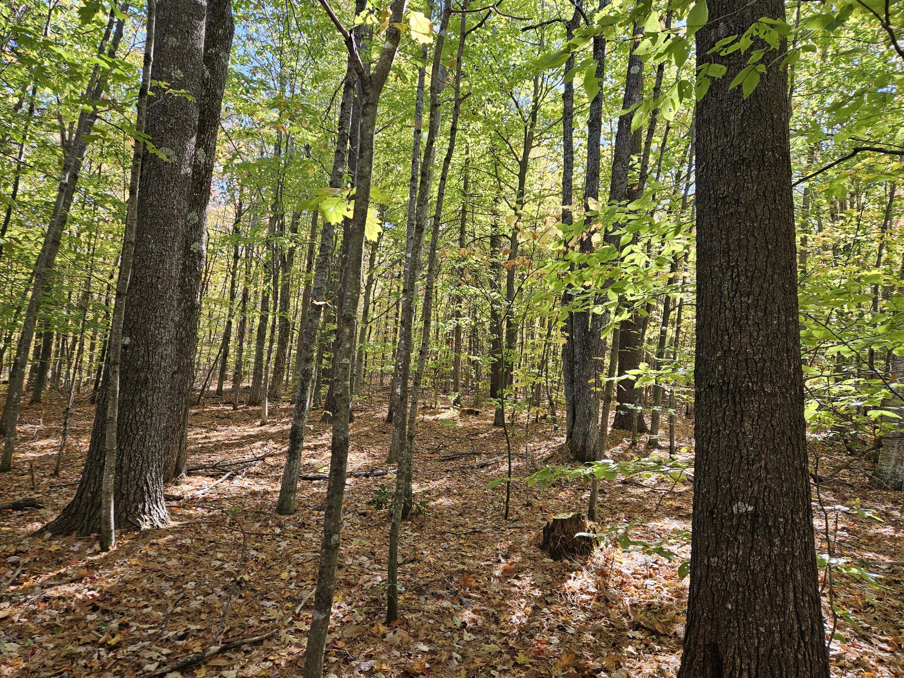 0 Canton Mountain Road Canton ME 04221