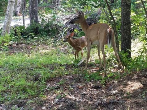 175 Hogan Pond Lane Oxford ME 04270