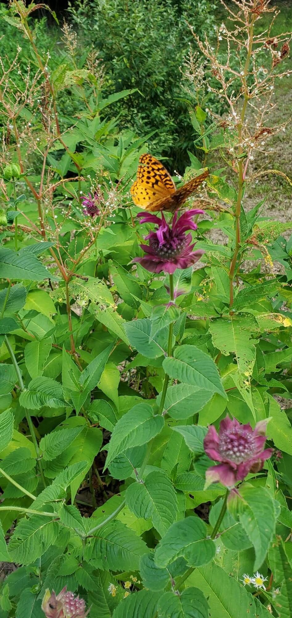 29 Crossing Brook Drive Buxton ME 04093