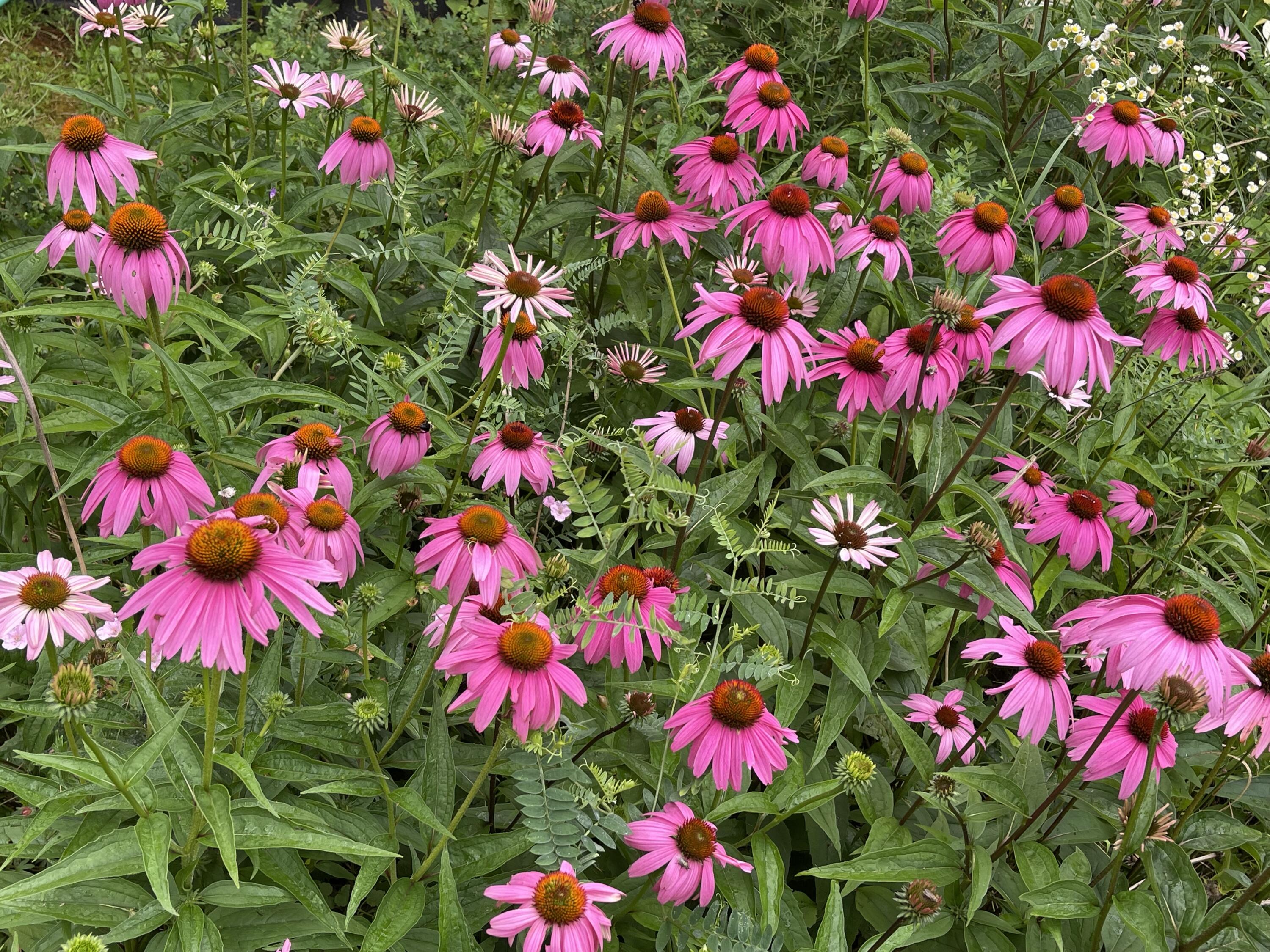 99 Birchwood Lane Carmel ME 04419