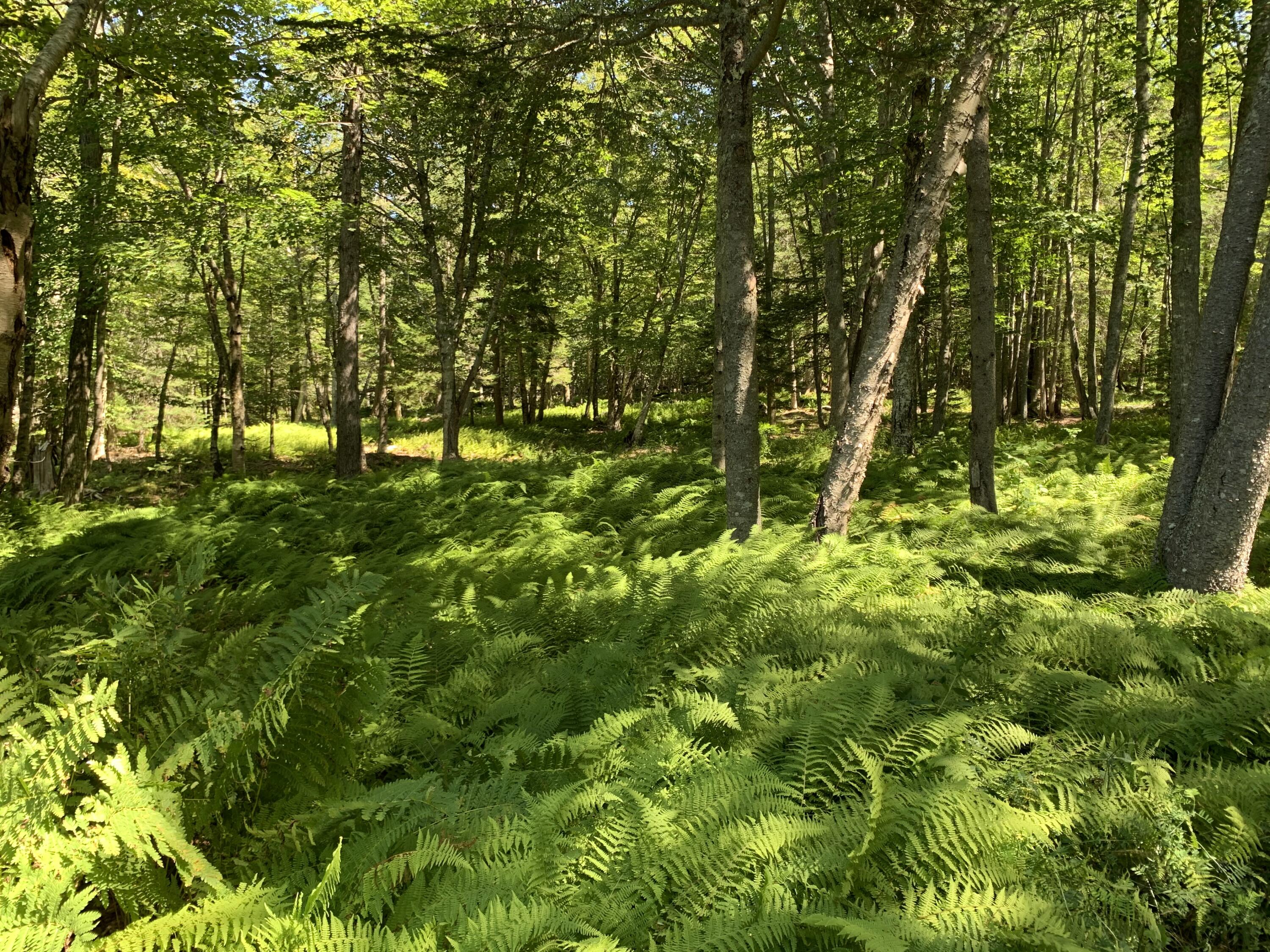 39 Eastman Lane Deer Isle ME 04627