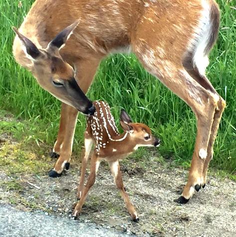 194 Water Street Eastport ME 04631