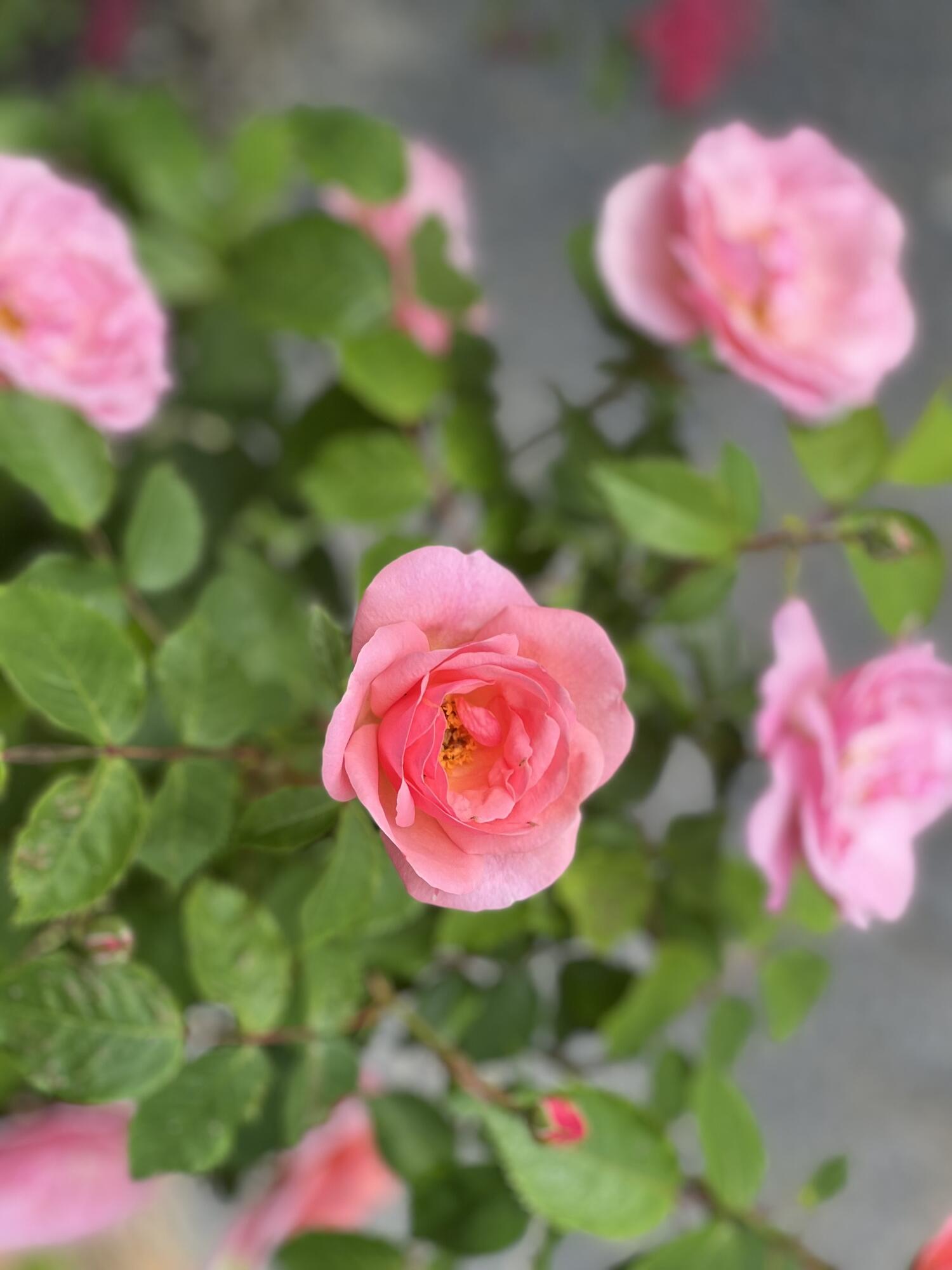 36 Greenlaw District Road Deer Isle ME 04627