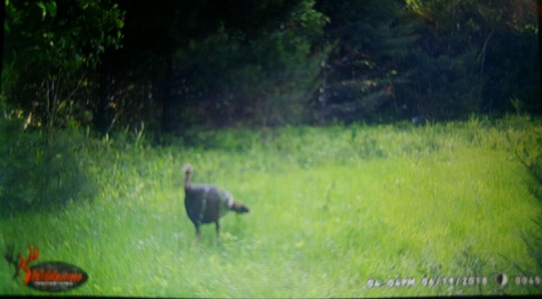 170 Pine Road Greenbush ME 04418