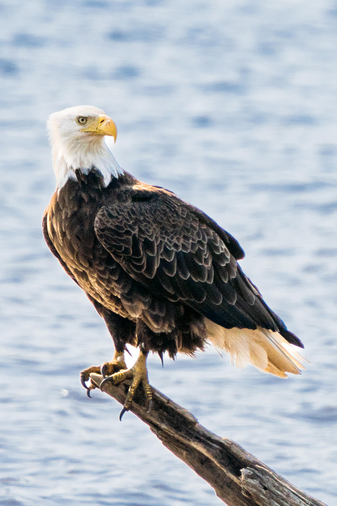 46 River Edge Drive Woolwich ME 04579