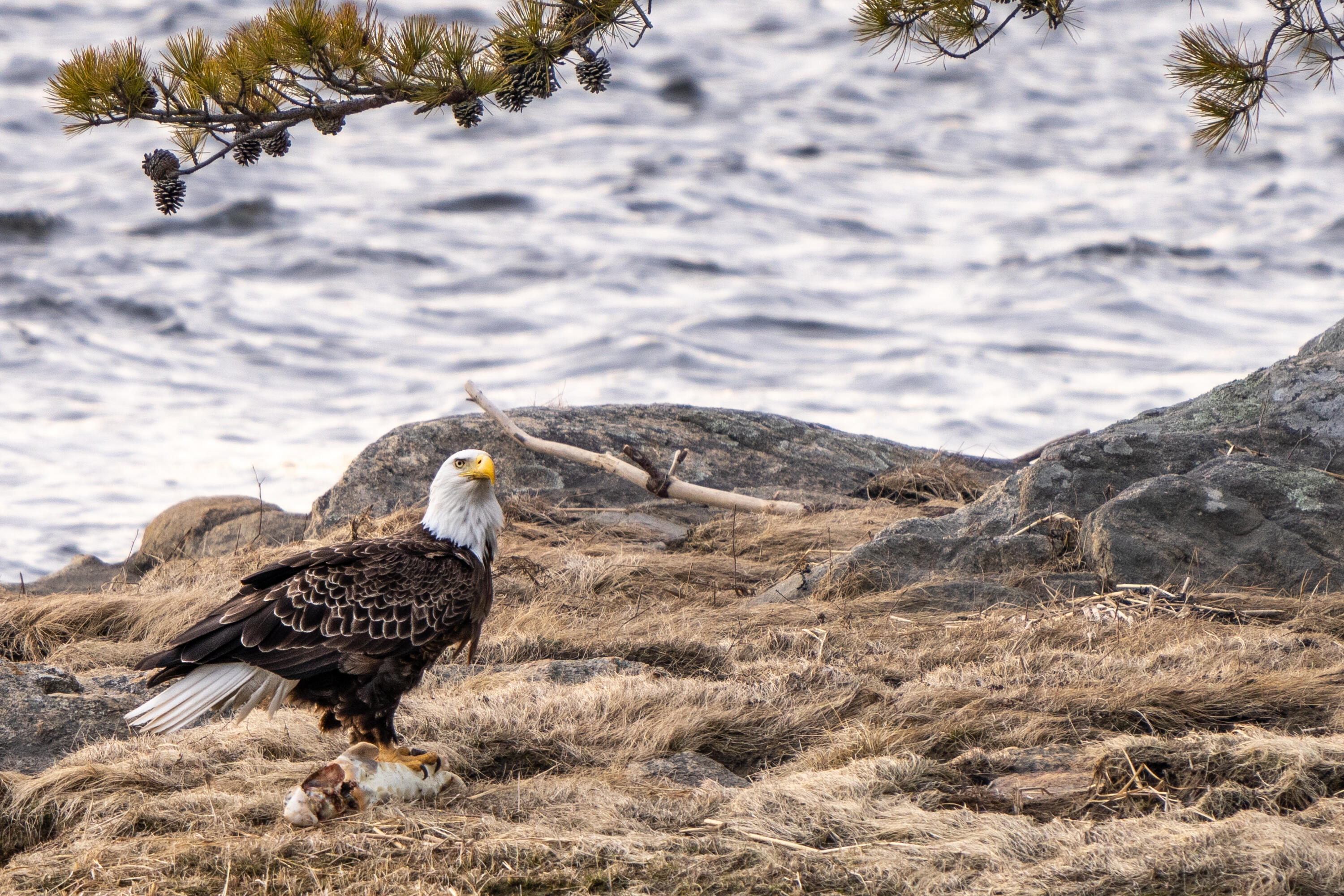 46 River Edge Drive Woolwich ME 04579