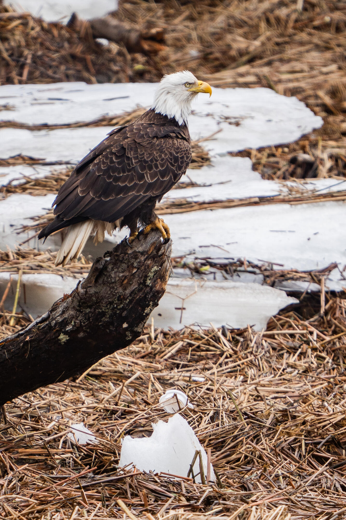 46 River Edge Drive Woolwich ME 04579