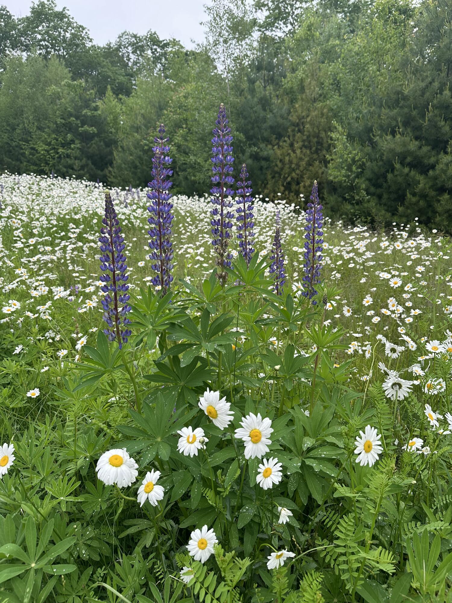 61 Village View Lane North Yarmouth ME 04097