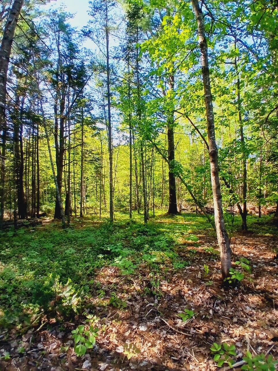 New Vineyard ME 04956