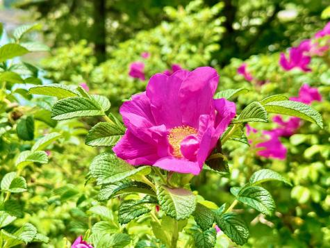 54 Harbor Hills Lane Addison ME 04606