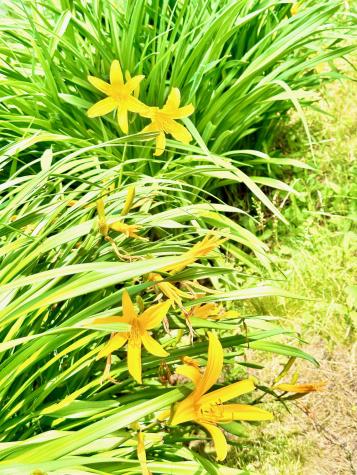 54 Harbor Hills Lane Addison ME 04606