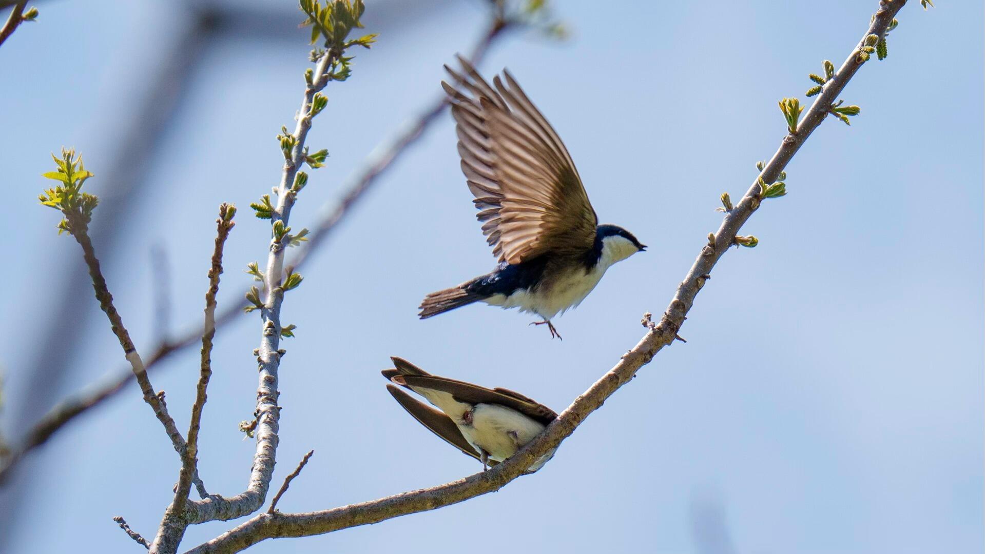 760 Mountain Road Parsonsfield ME 04047