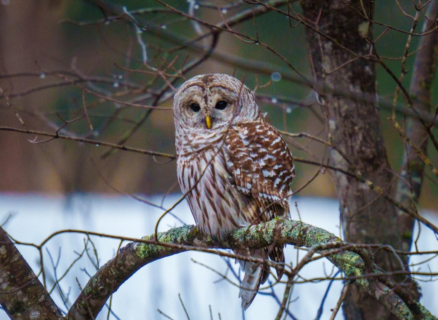 760 Mountain Road Parsonsfield ME 04047